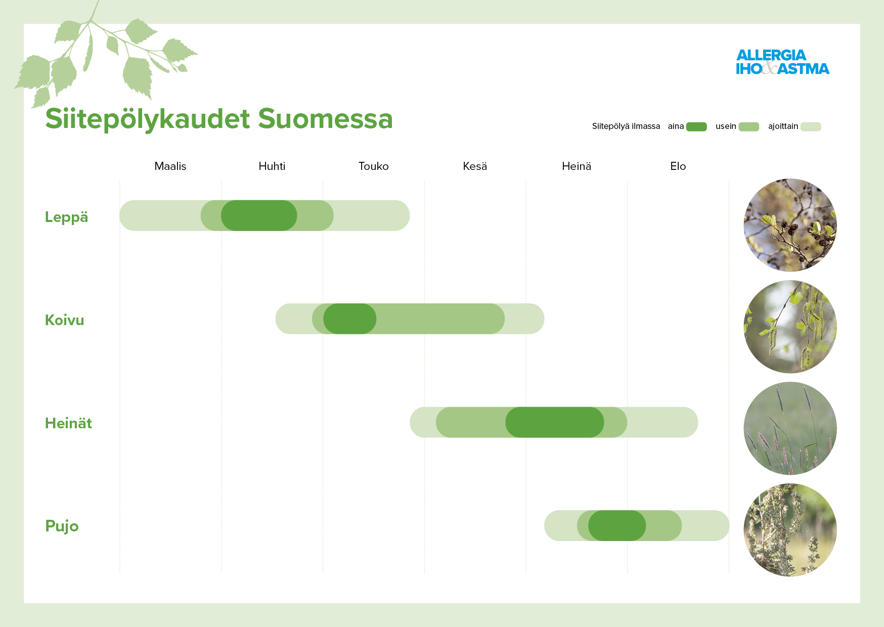 Siitepölykaudet Suomessa -infograafi. Siitepölyä on ilmassa seuraavasti: leppä maalis-toukokuussa, koivu huhti-kesäkuussa, heinät kesä-elokuussa, ja pujo heinä-elokuussa.